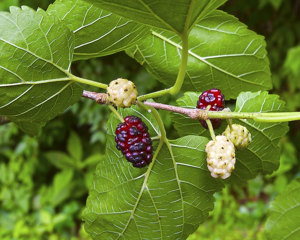 mulberry a cukorbetegség kezelésére
