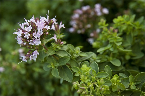 Szurokfű (Origanum onites L.)