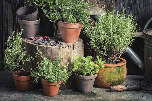 10 fontos  fűszernövény amit  érdemes a kertünkbe ültetni.