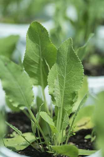 Balzsamfű, kerti kakukkfű (Thymus vulgaris)