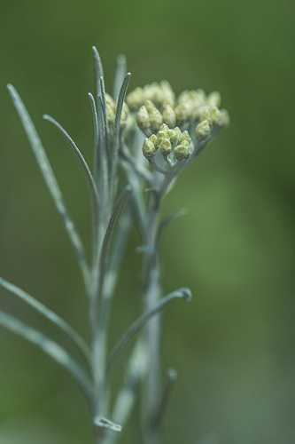 Curryfű (Helichrysum italicum)