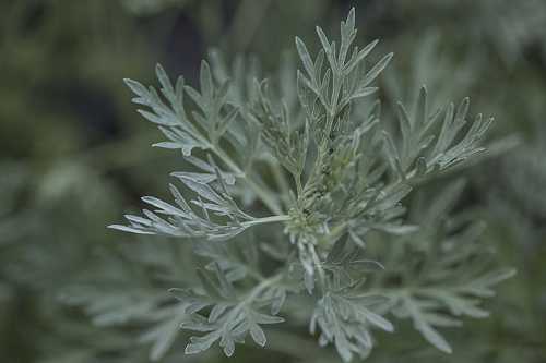 Fehérüröm (Artemisia absinthium)