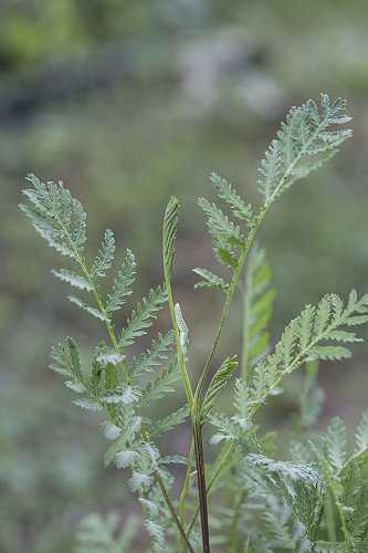 Gilisztaűző varádics (Tanacetum vulgare)
