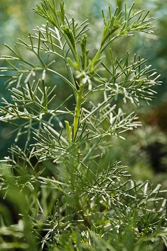 Istenfa (Artemisia abrotanum)