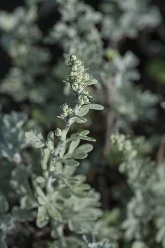 Dísz Ürömfű (Artemisia ludoviciana)