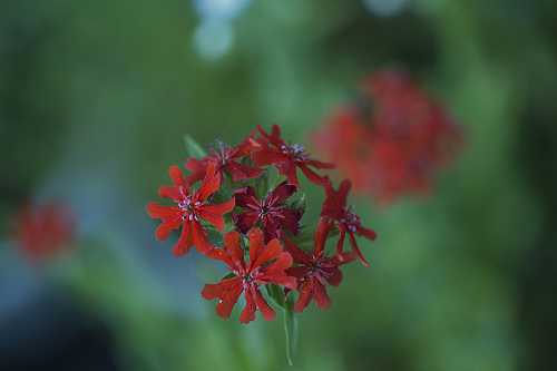 Égőszerelem piros (Lychnis chalcedonica)
